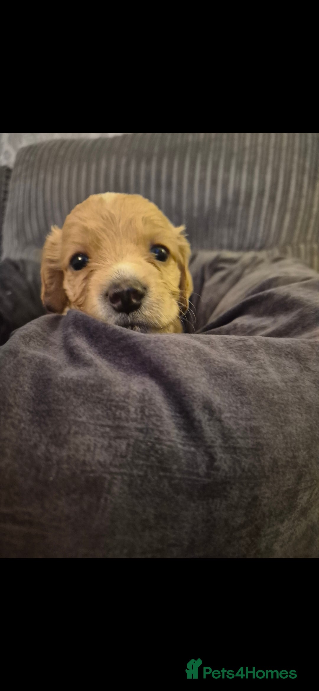Cockapoo dogs for sale: cockapoo - Image 12