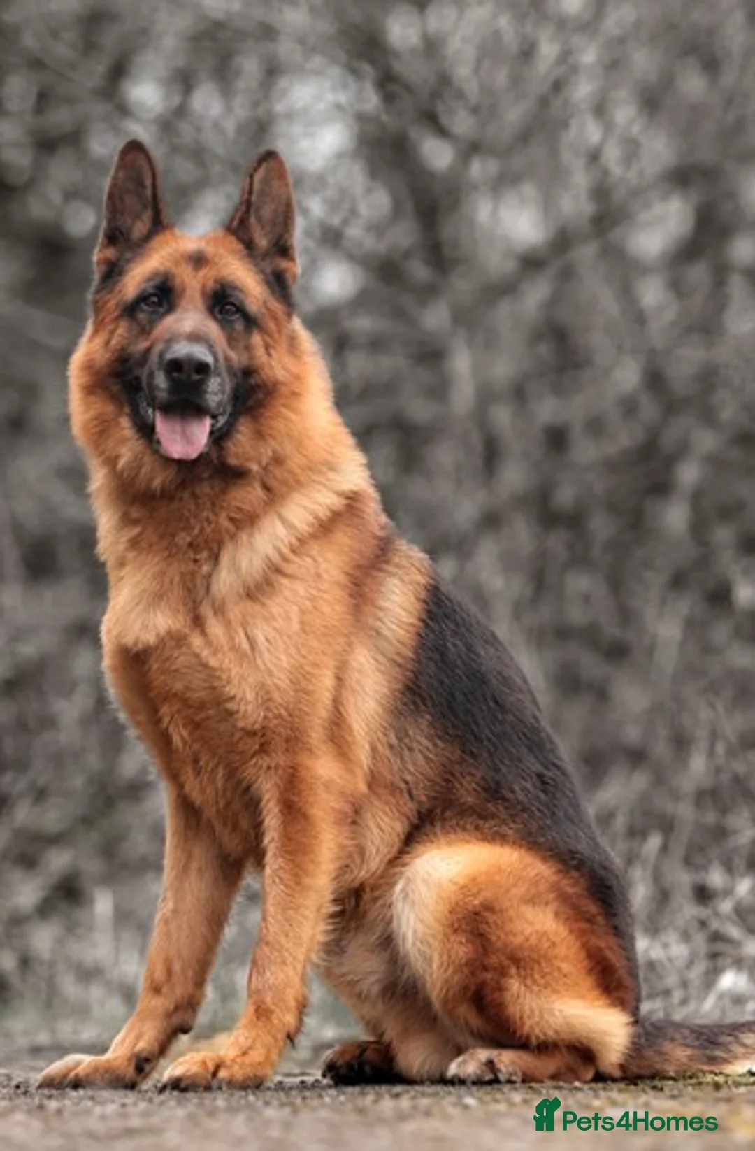 German Shepherd dogs for stud: KC Registered German Shepherd Stud in Stafford - Advert 7