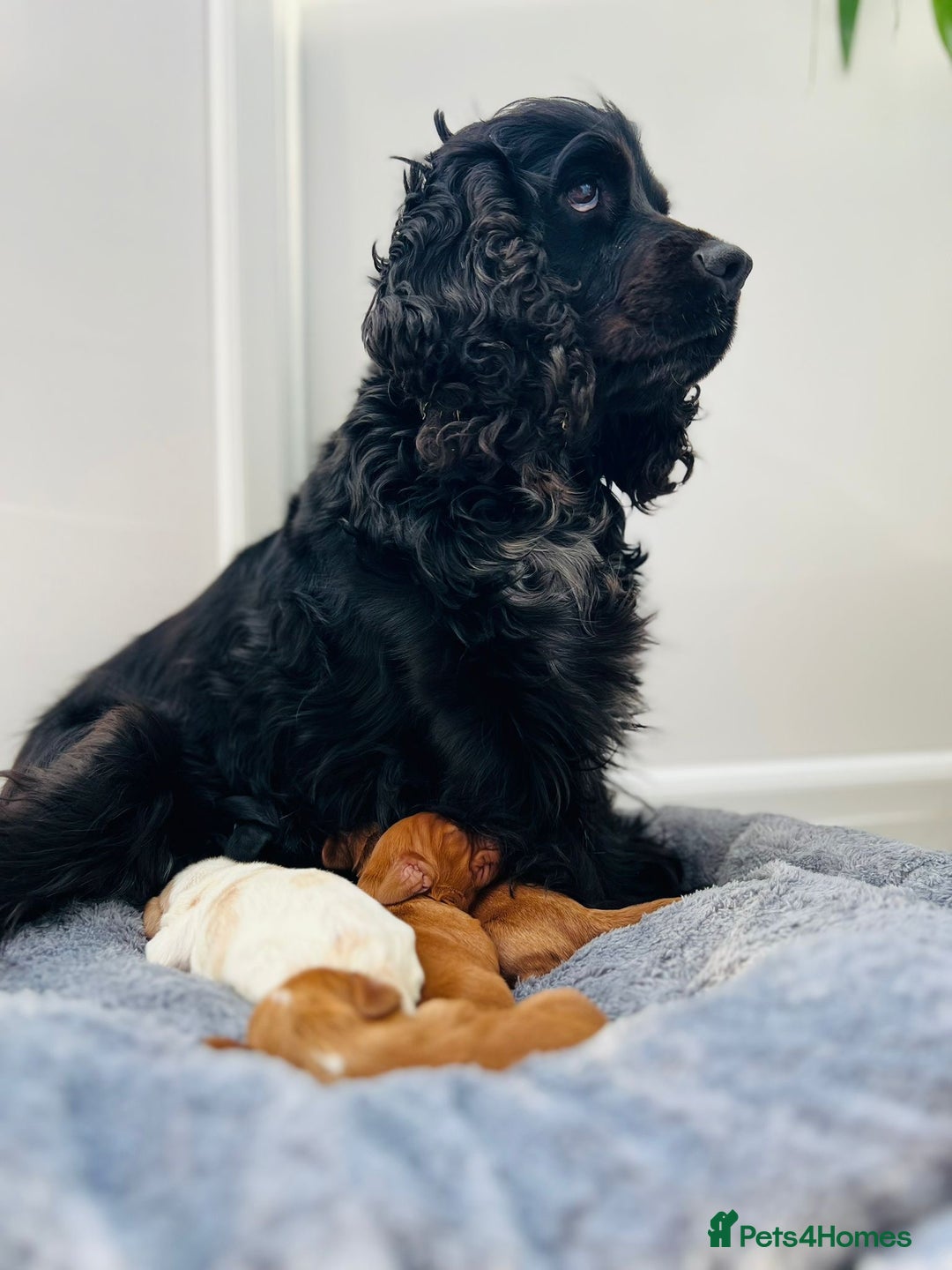 Cocker Spaniel dogs for sale: Show Type Cocker Spaniels. - Advert 3