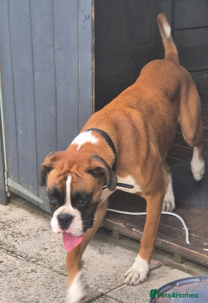 Boxer dogs Stunning boxer - Advert 2