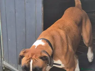 Boxer dogs Stunning boxer - Advert 10