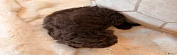 Labradoodle dogs for sale: ** RARE CHOC-PHANTOM MERLE/PARTI F1B LABRADOODLES - Advert 3