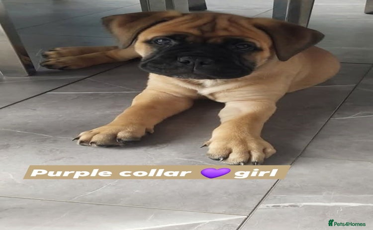 Bullmastiff dogs - Advert 11