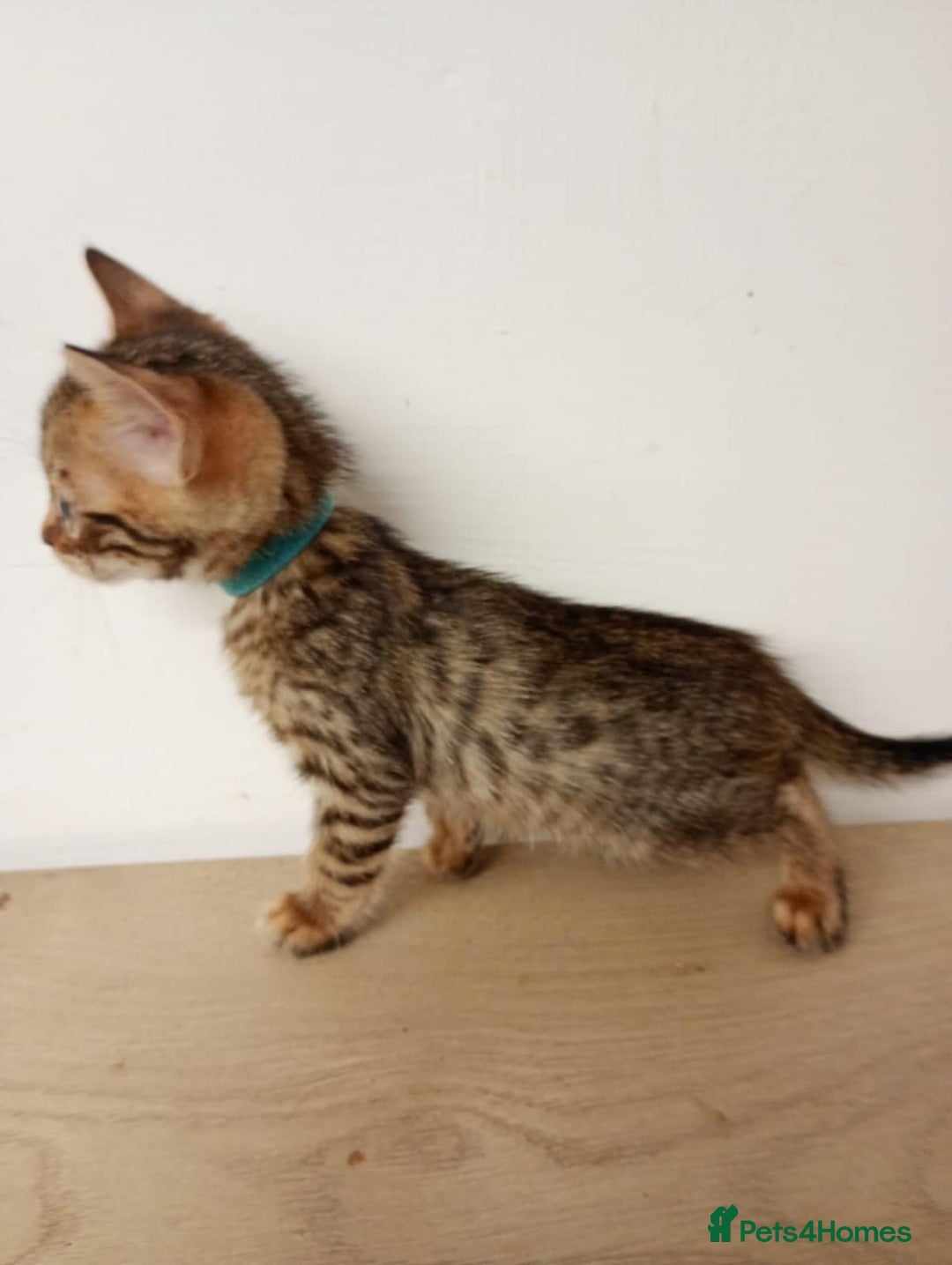 Bengal cats for sale: 6 beautiful bengal kittens ready soon  - Image 12