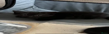 British Shorthair 3