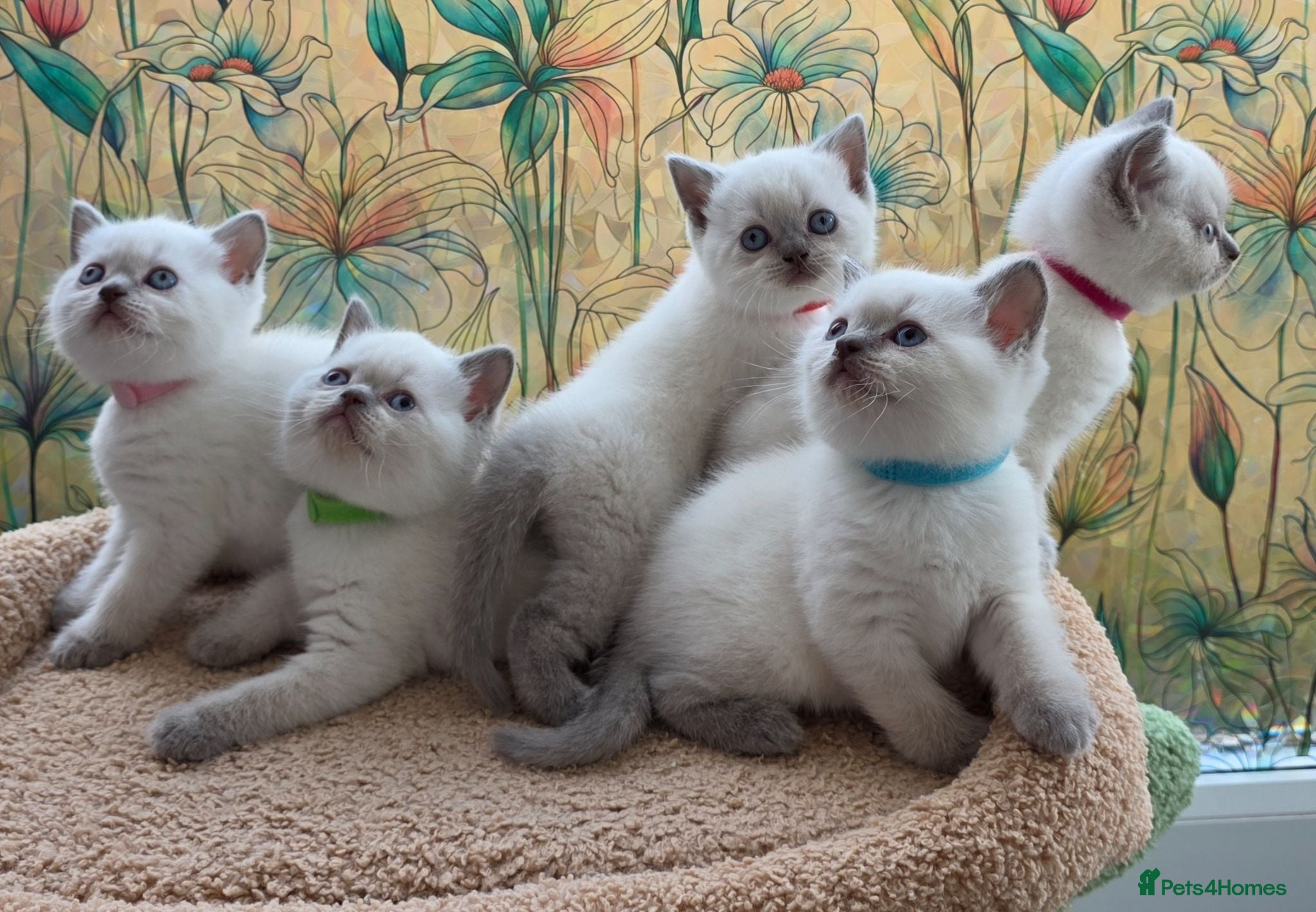British Shorthair cats Stunning BSH Blue eyed Colour Point Kittens - Advert 2