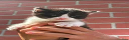 Mixed Breed cats for sale: Kittens  - Advert 12