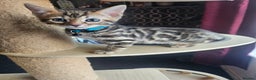 Bengal cats for sale: Active Tica Registered Bengal kittens  - Advert 3