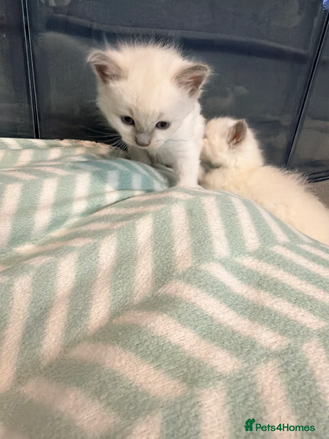 Ragdoll cats for sale: ✨5 blue point and 1 lilac ragdoll kittens ✨ - Advert 2