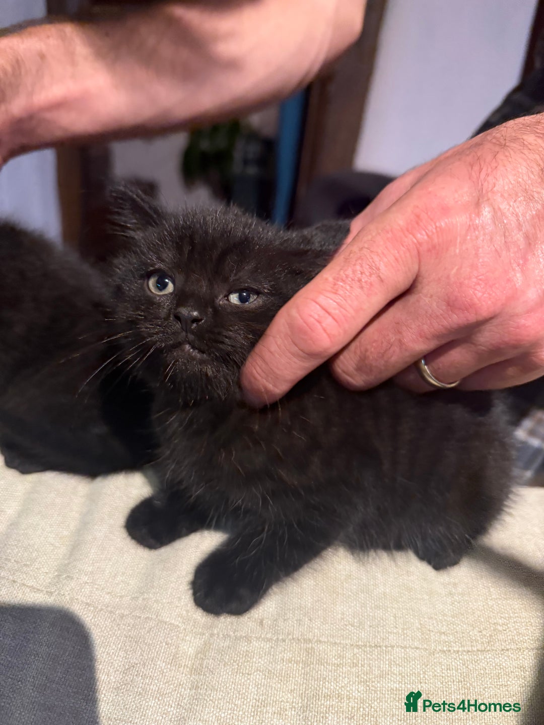 British Shorthair cats for sale: Black British Shorthair Kittens - Image 4