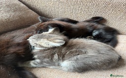 Mixed Breed cats for sale: Mixed breed kittens for sale - Image 8