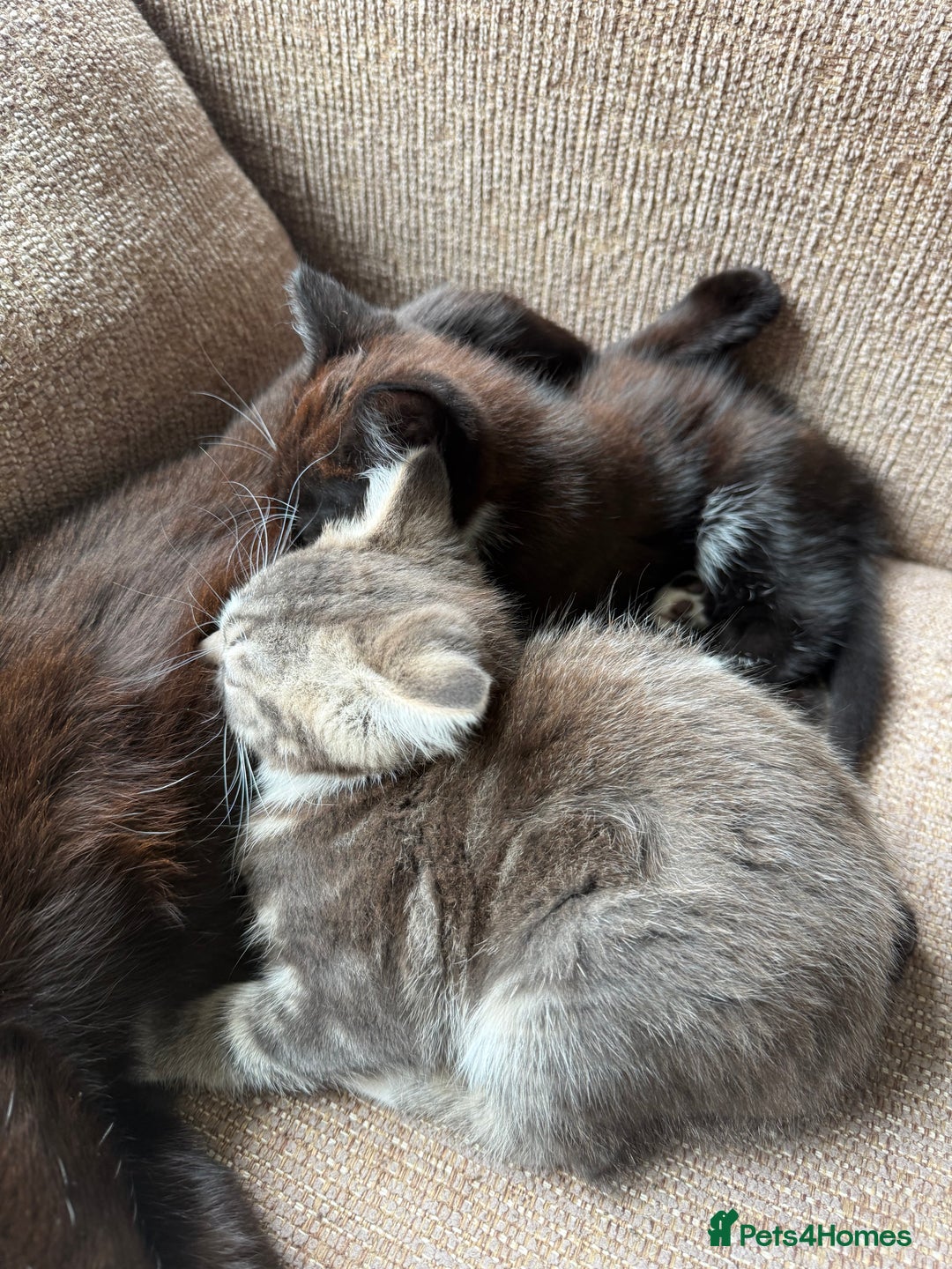 Mixed Breed cats for sale: Mixed breed kittens for sale - Image 8