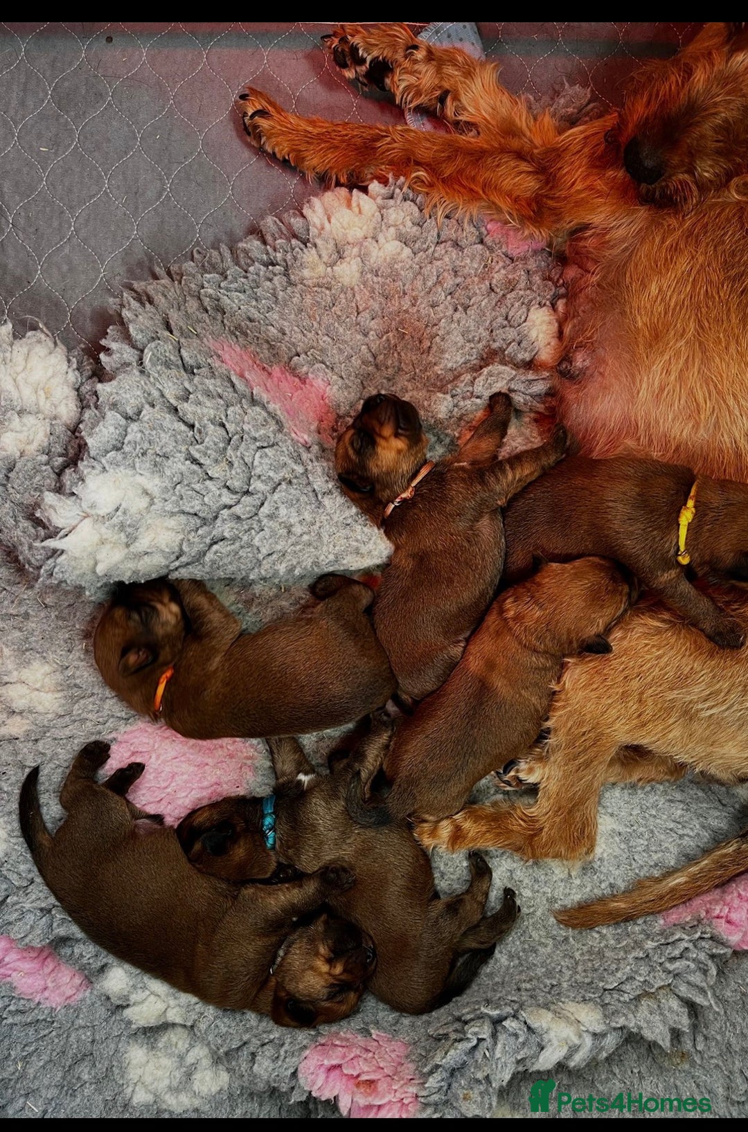 Irish Terrier dogs for sale: Lennon last little boy  - Advert 2