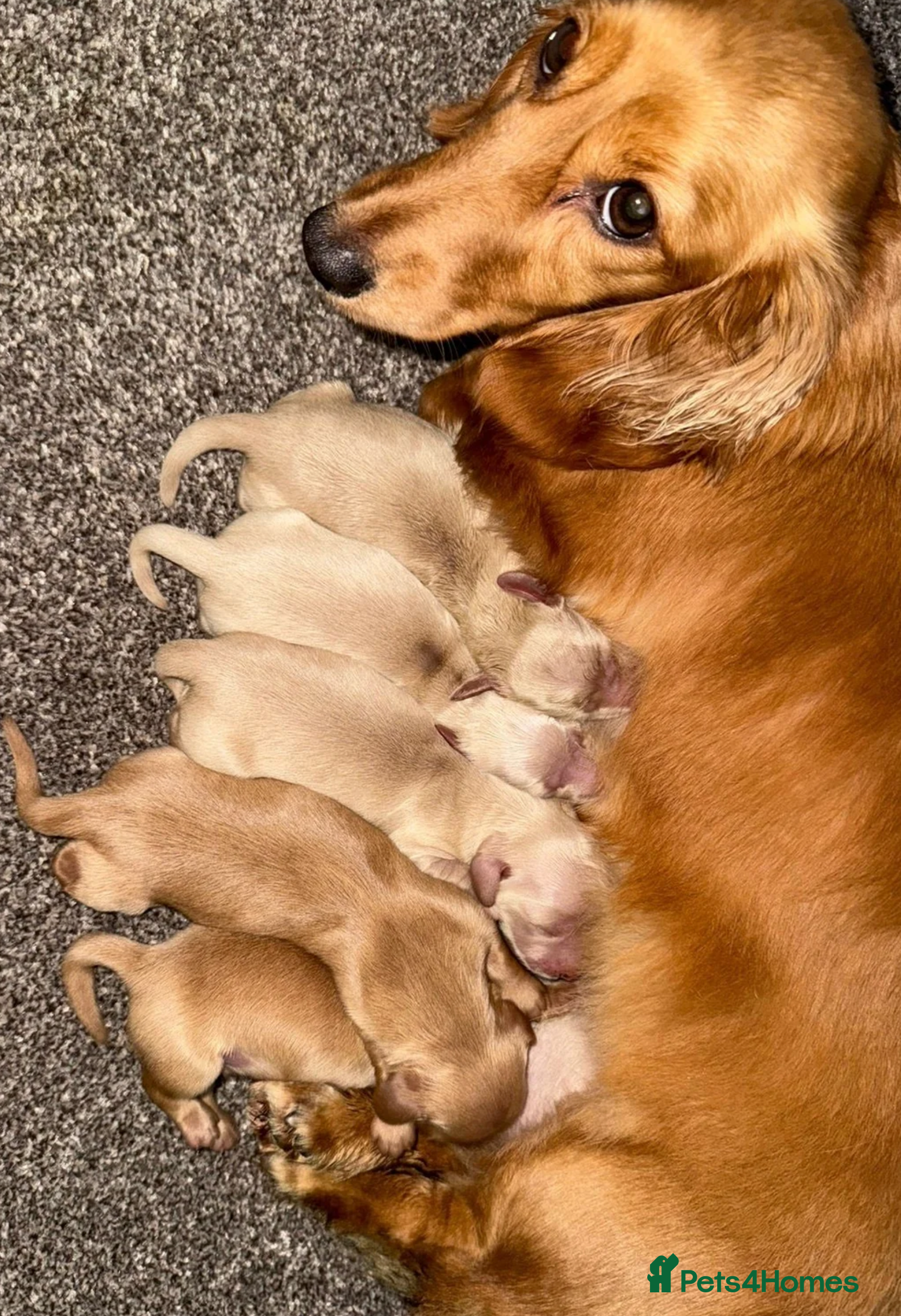 Miniature Dachshund dogs Last Boy Left  - Advert 2