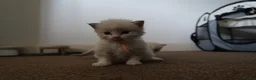 Ragdoll cats for sale: Bicolor/Lynx Ragdoll Kittens - TICA Registered  - Advert 32