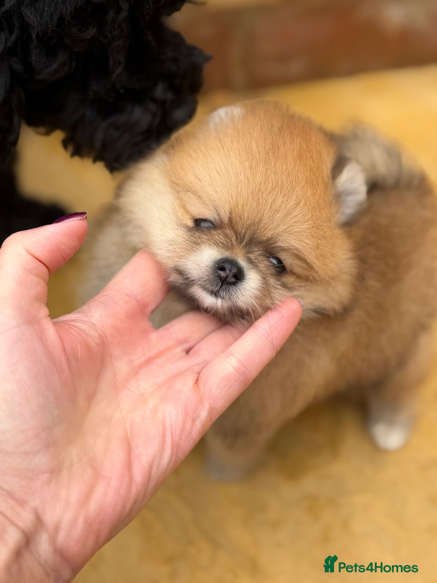 Pomeranian dogs Champion Line small size  - Advert 2