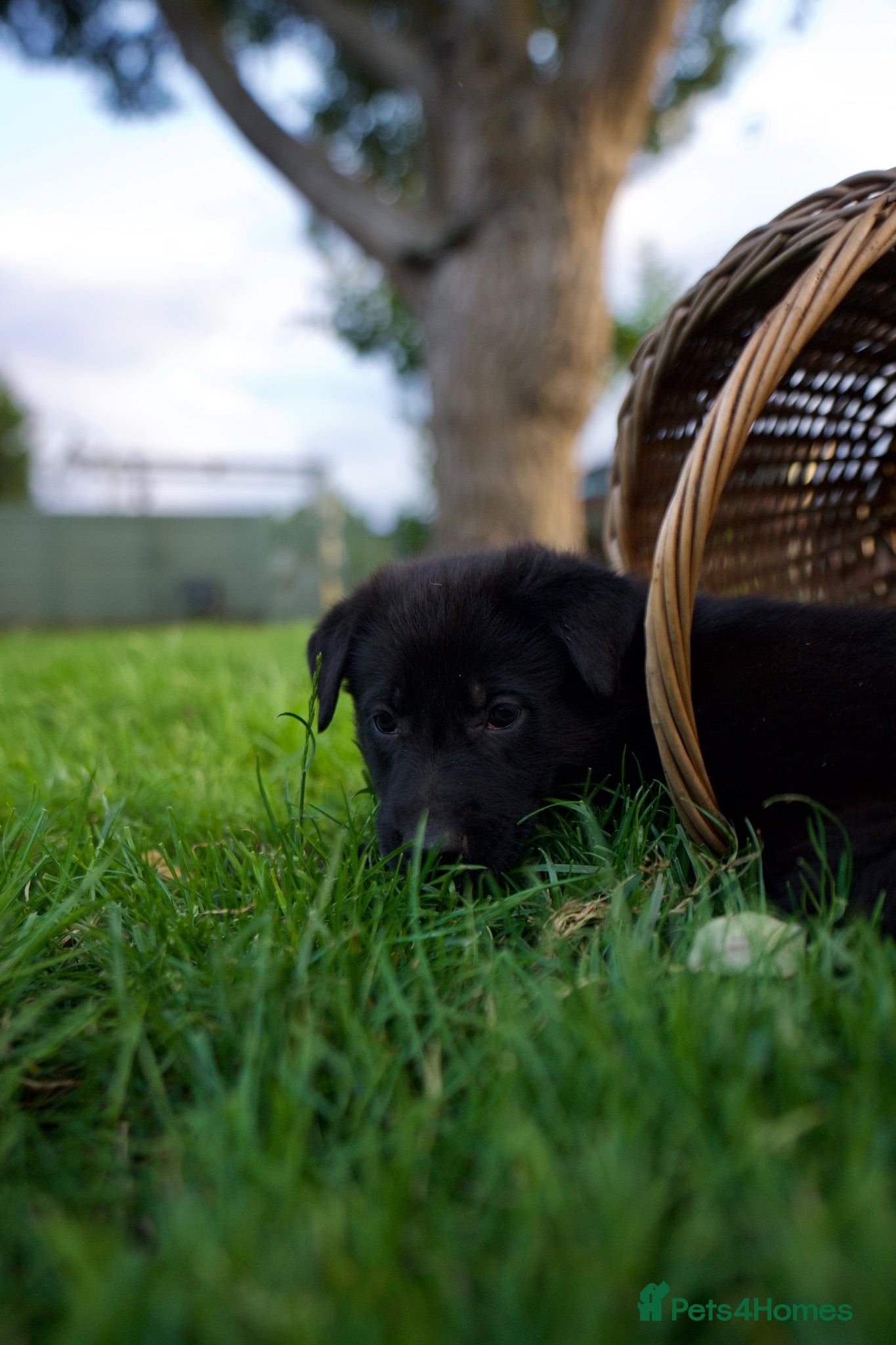 Mixed Breed dogs Beautiful FarmBred Shollie Puppies–Ready16thAugust - Advert 2