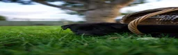 Mixed Breed dogs for sale: Beautiful FarmBred Shollie Puppies–Ready16thAugust - Advert 5