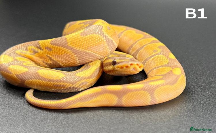 Python Snake reptiles - Advert 1