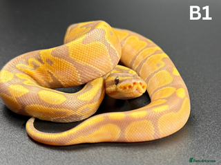 Python Snake reptiles - Advert 2