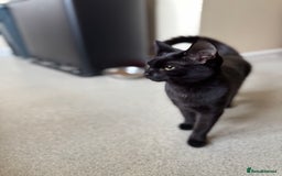 Mixed Breed cats for sale: Beautiful black short hair female Kitten  - Advert 1