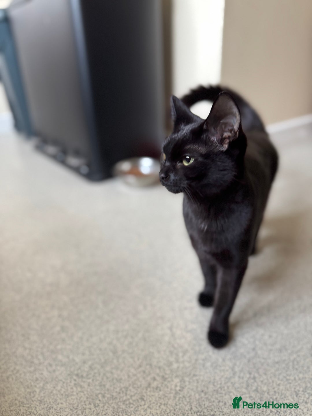 Mixed Breed cats for sale: Beautiful black short hair female Kitten  - Advert 1