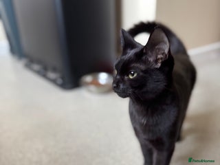 Mixed Breed cats Beautiful black short hair female Kitten - Advert 2