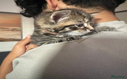 American Shorthair cats for sale: Gorgeous tabby and black kittens - Image 6