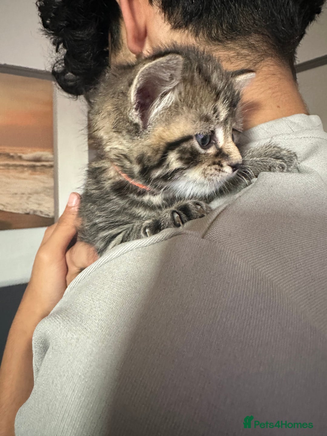American Shorthair cats for sale: Gorgeous tabby and black kittens - Image 6