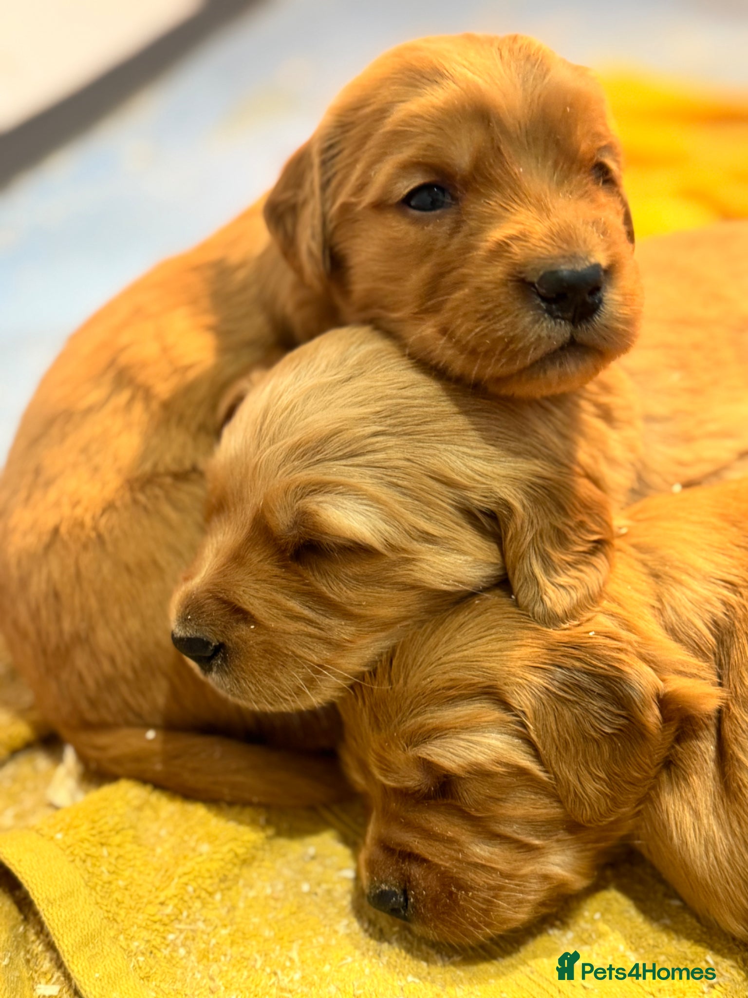 Golden Retriever dogs 8 exceptional Golden Retriever  - Advert 2