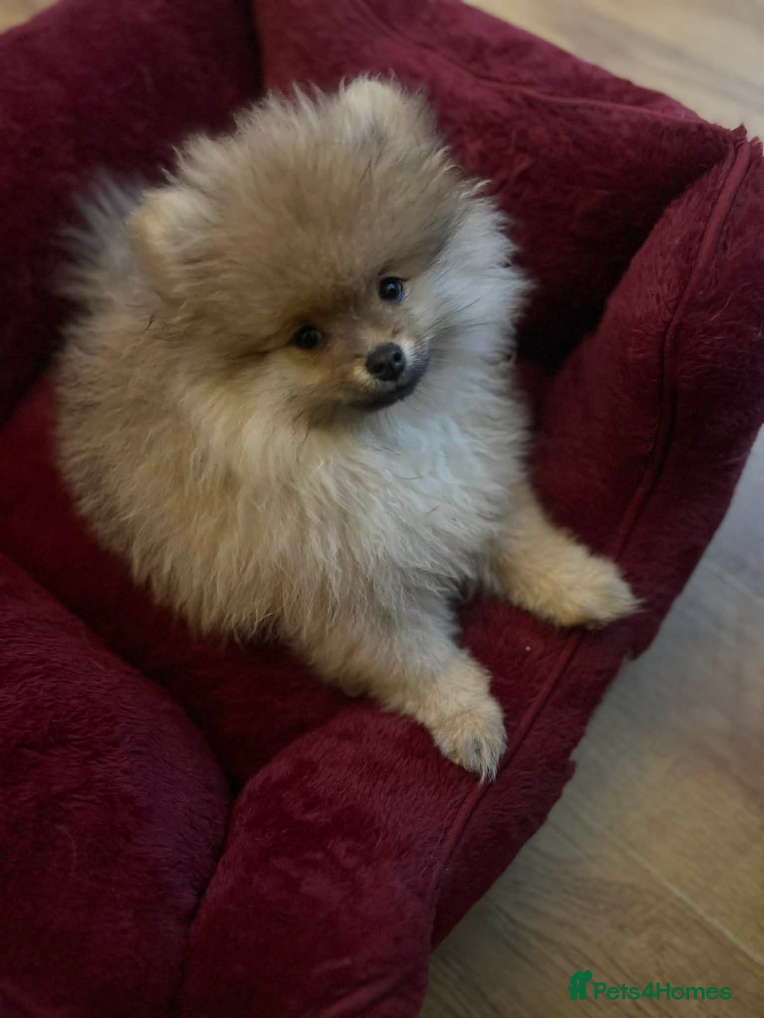 Pomeranian dogs for sale: Russian bloodline pomeranian Kc registered  - Advert 10