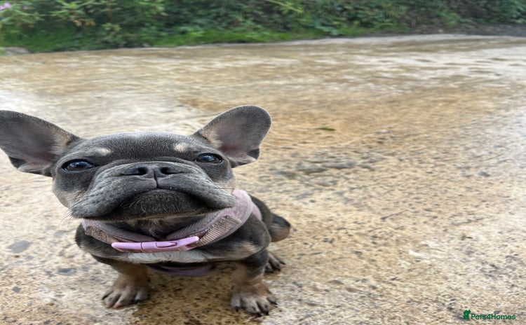 French Bulldog dogs - Advert 2