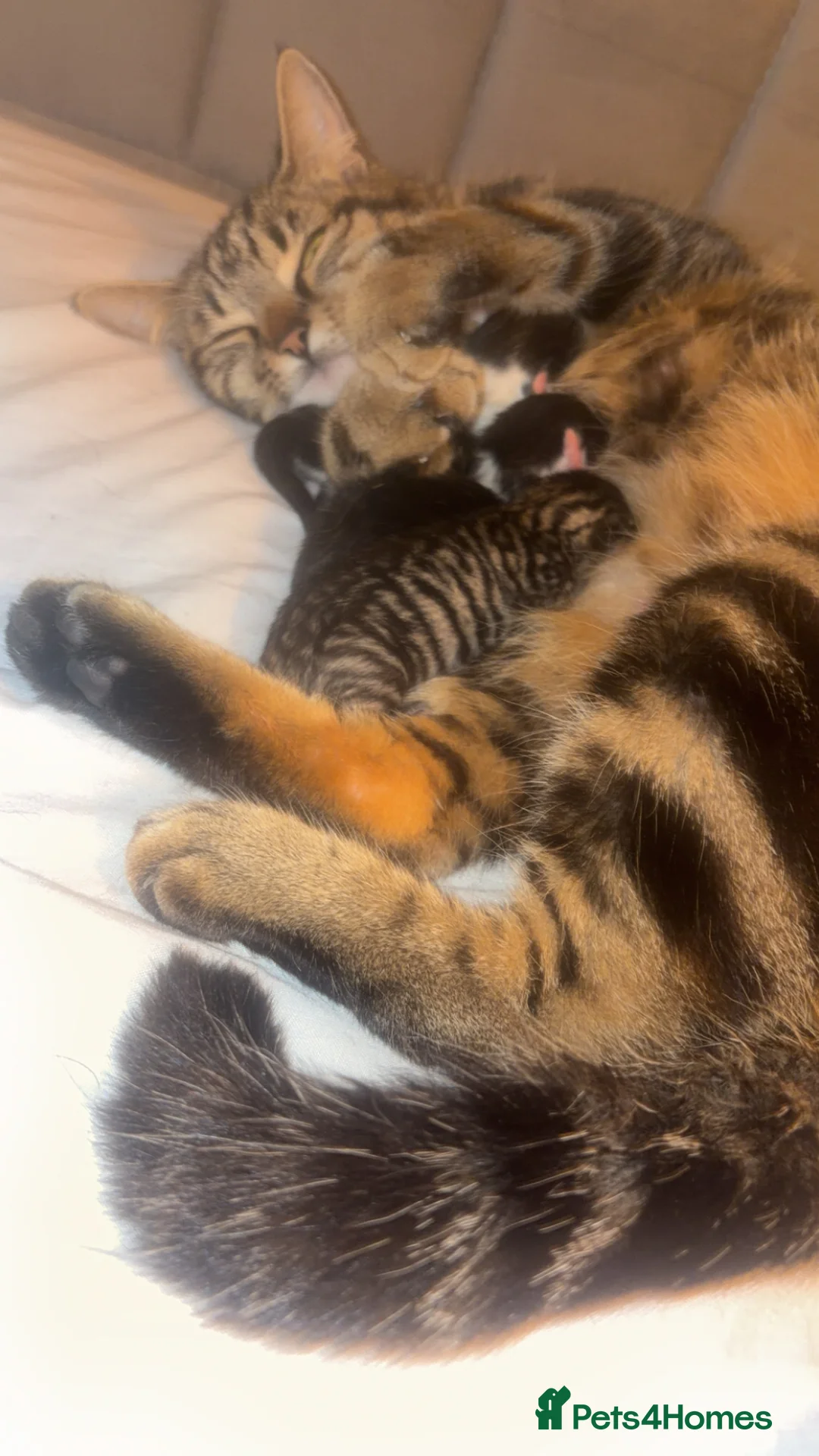 Mixed Breed cats for sale: 2 Black and white kittens for sale  - Advert 1