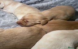Labrador Retriever dogs for sale: Labrador pups full pedigree ready 22nd Dec - Image 11