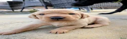 Labrador Retriever dogs for sale: Labrador puppies  in Oswestry - Advert 9