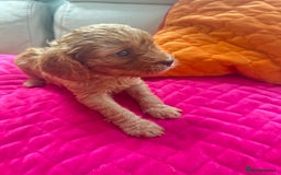 Cavapoo dogs for sale: Black and solid Red Cavapoo therapy pups for sale  - Image 15