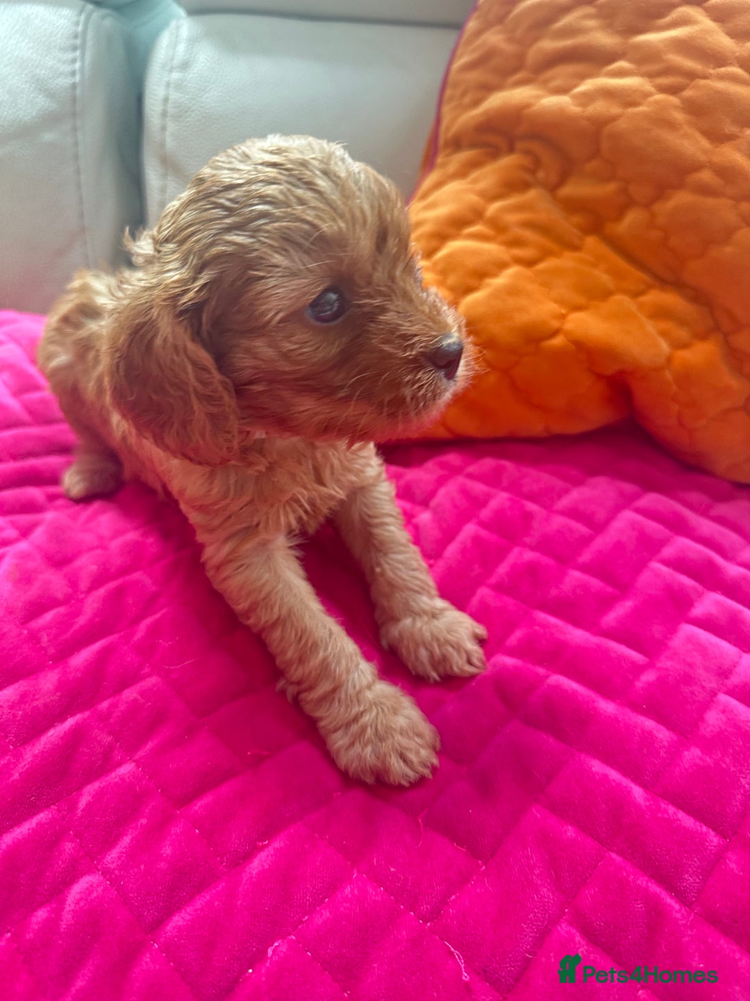 Cavapoo dogs for sale: Black and solid Red Cavapoo therapy pups for sale  - Image 15