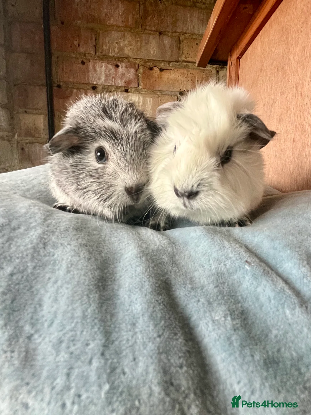 Guinea Pig rodents for sale: Guinea pig babies and young adults available  - Advert 8