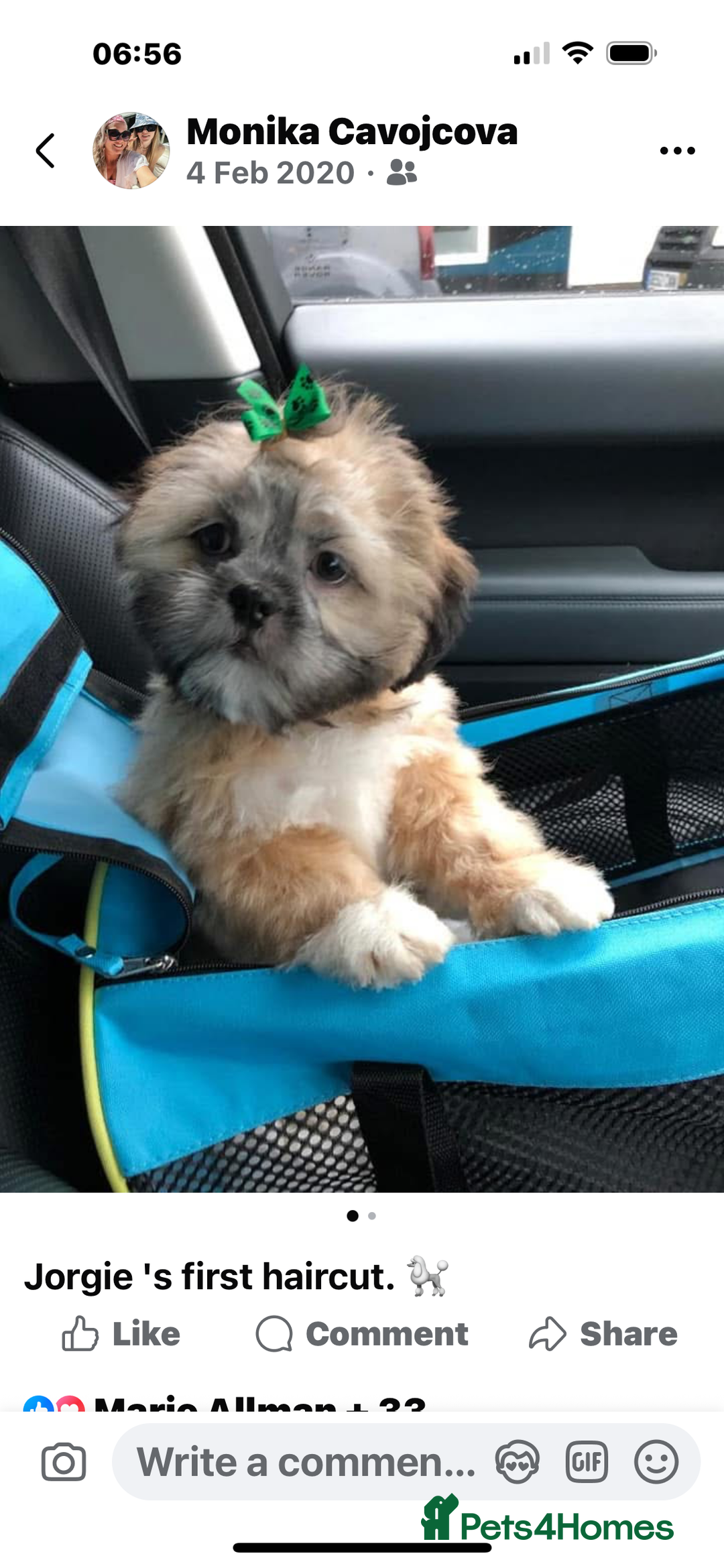 Lhasa Apso dogs for stud: ❤️JORGIE,LHASA APSO STUD❤️ - Advert 2