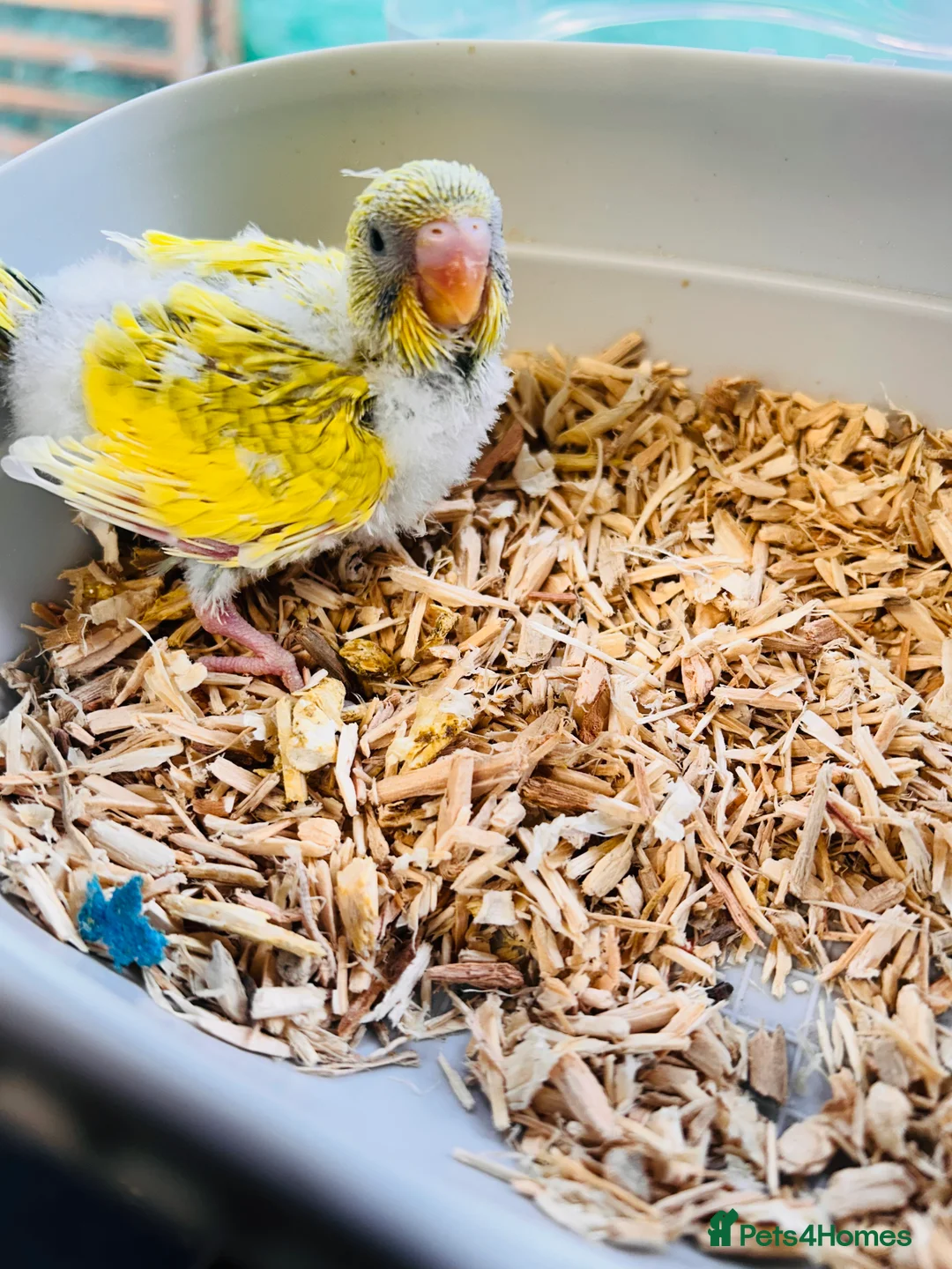 Budgerigars birds for sale: Adorable Handreared  baby budgies  - Advert 4