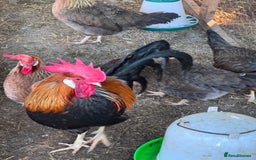 Chickens poultry for sale: Trio of brown leghorns  - Image 6