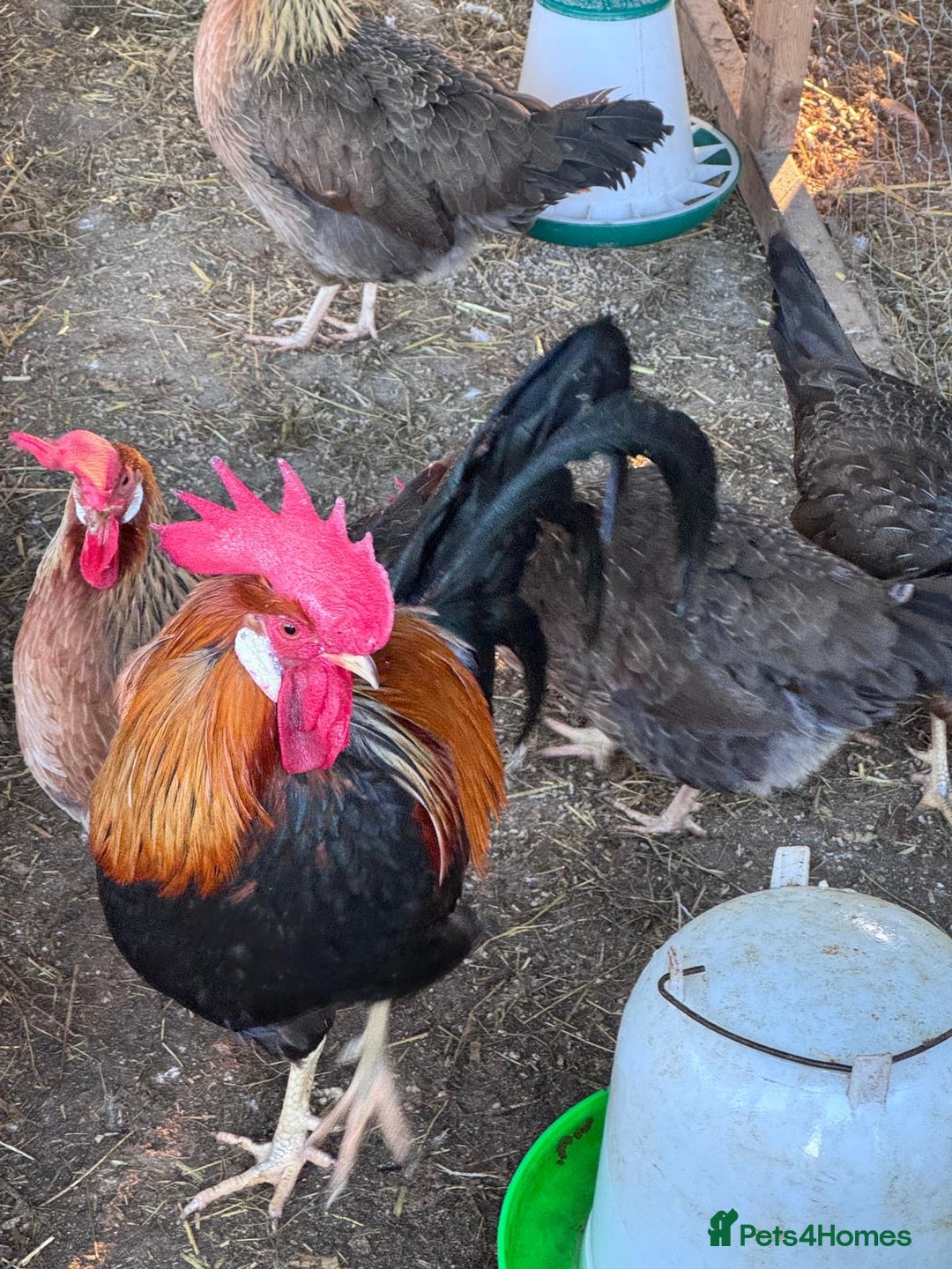 Chickens poultry for sale: Trio of brown leghorns  - Image 6