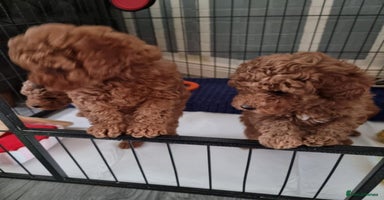 Cavapoo dogs - Advert 6