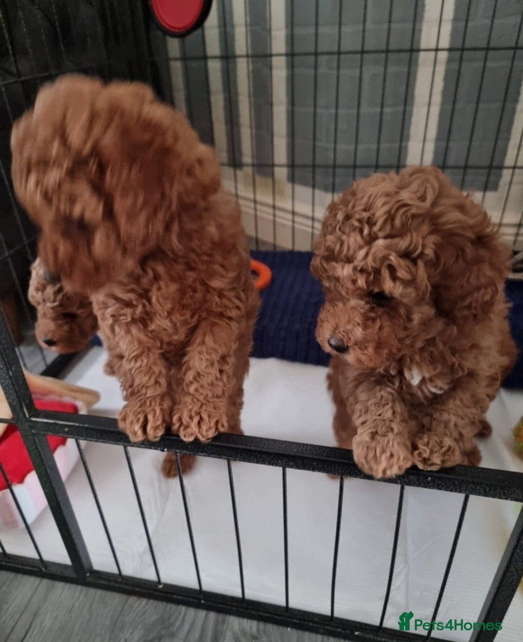 Cavapoo dogs for sale: Extensively Health Tested Red Cavapoo Puppies - Image 2