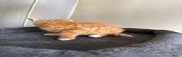 Mixed Breed cats for sale: Kittens  - Advert 5