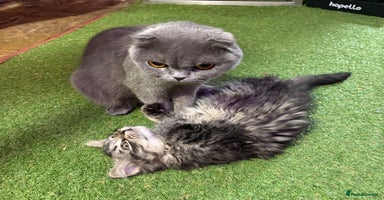 Mixed Breed cats - Advert 9