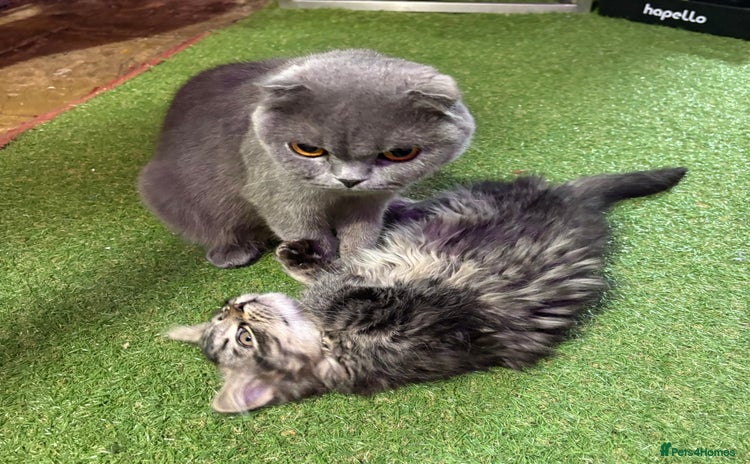 Mixed Breed cats - Advert 13