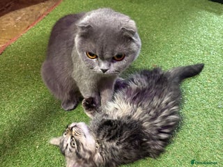 Mixed Breed cats - Advert 11