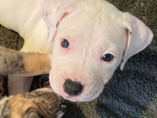 Mixed Breed dogs Mastiff x Staffy Puppies - Advert 1