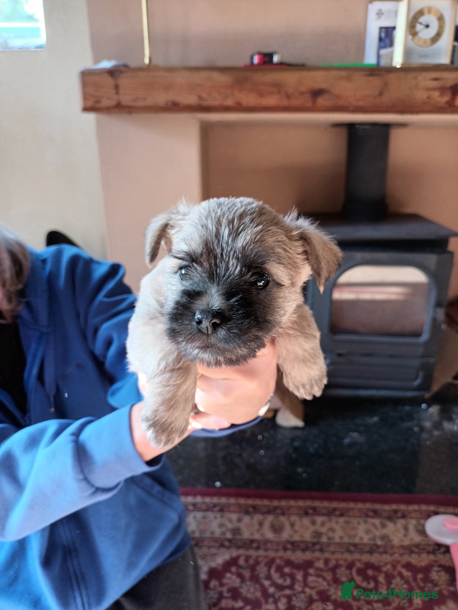 Cairn Terrier dogs 5 Adorable Cairn Terrier Pups - Advert 8